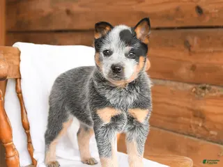 Australian Cattle Dog dogs for sale: Hailey - Ad 2