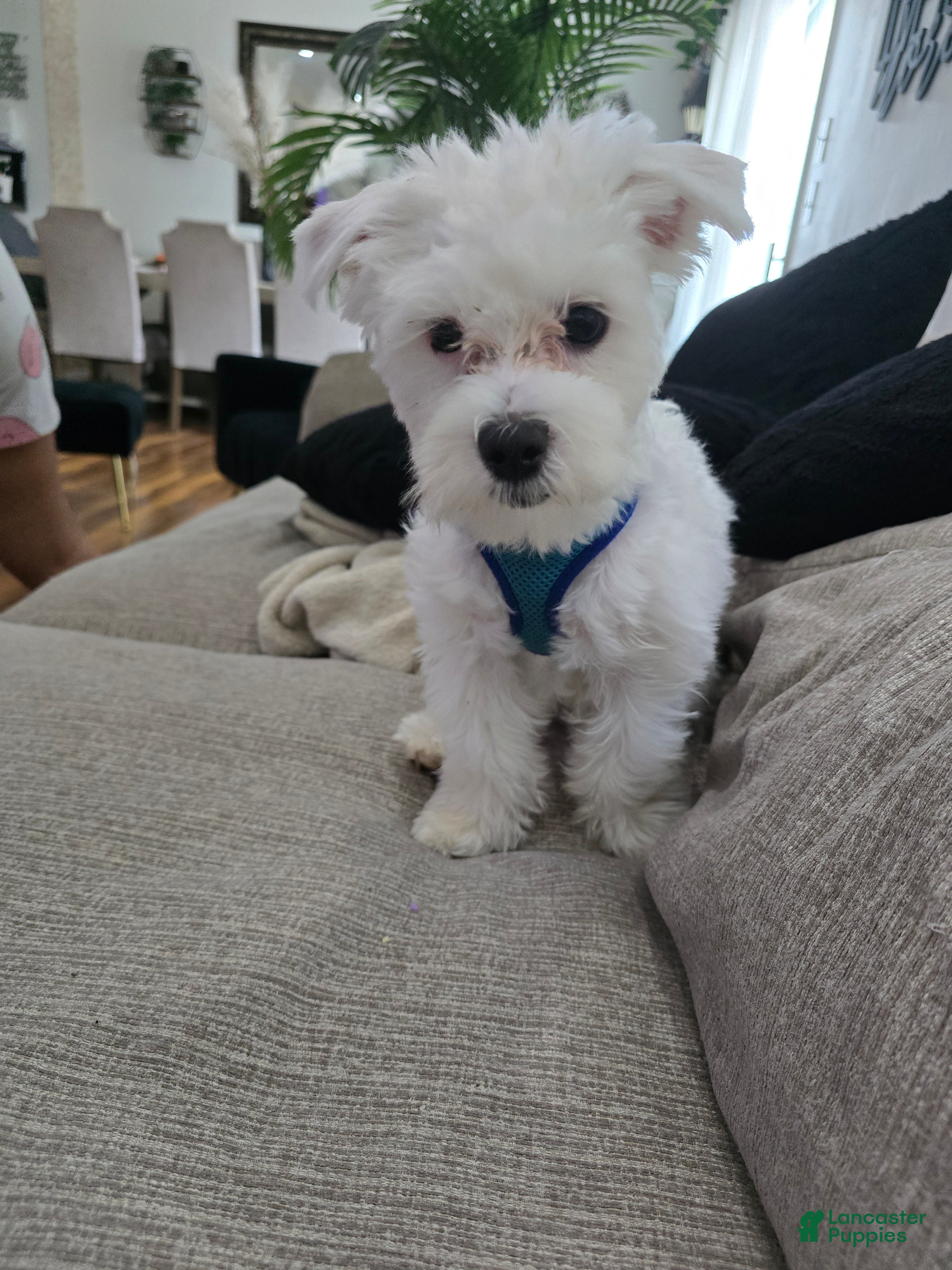 Maltese dogs Maltese Puppy 1 - Ad 1