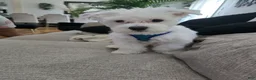 Maltese dogs for sale: Maltese Puppy 1 - Ad 1