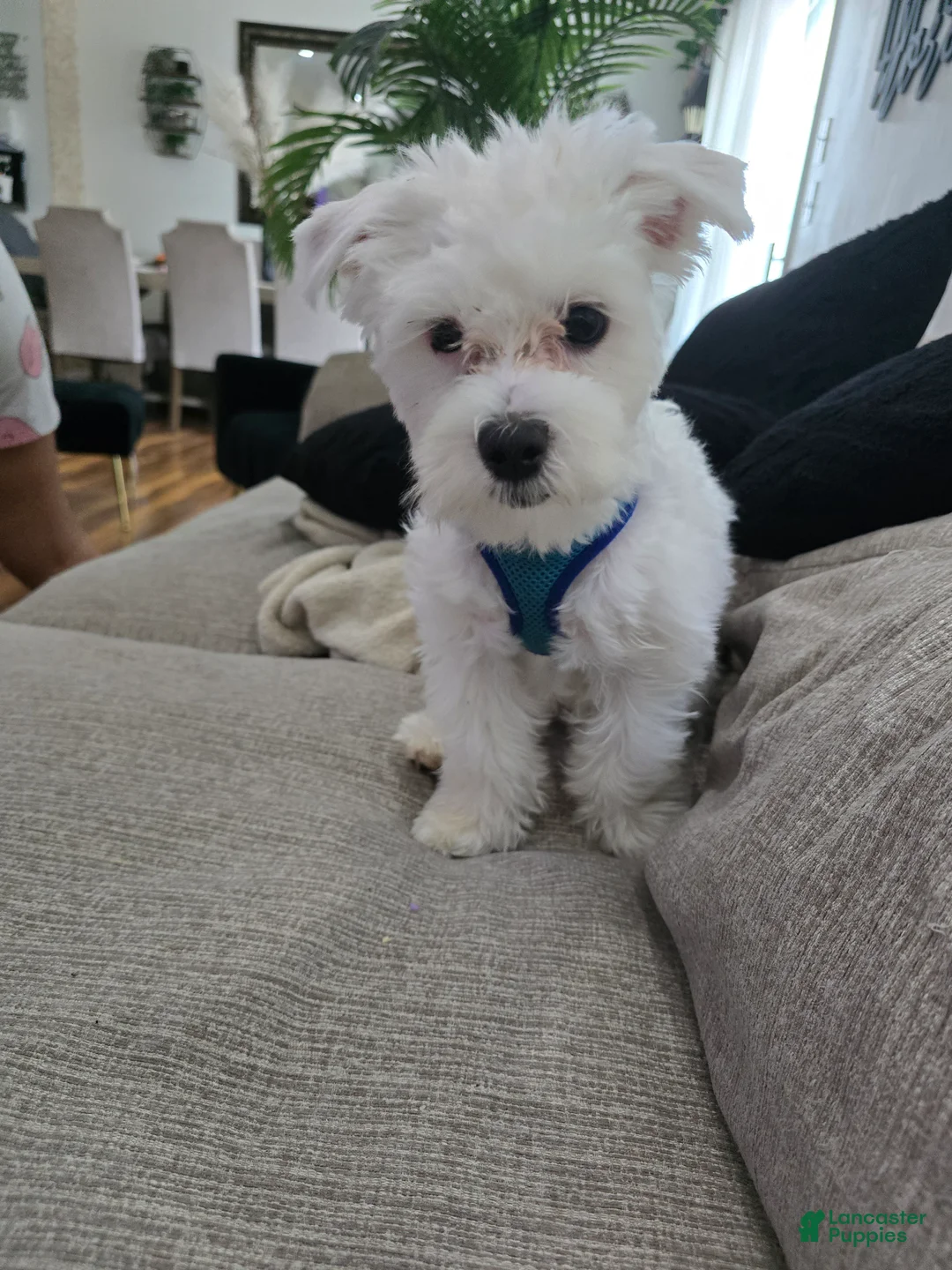 Maltese dogs for sale: Maltese Puppy 1 - Ad 1