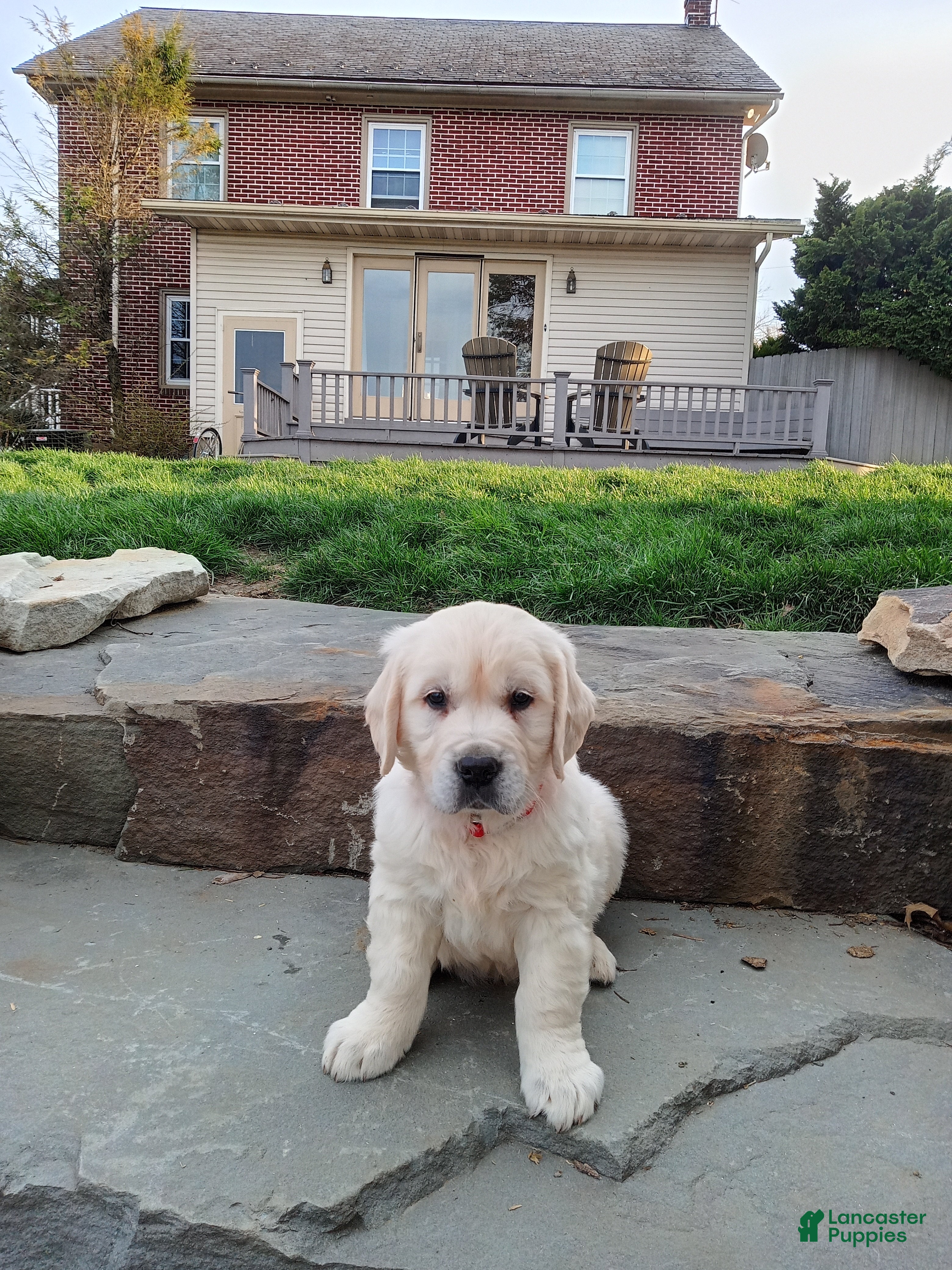 Golden Retriever dogs for sale: Golden Retriever Puppy 1 - Ad 3
