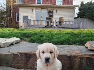 Golden Retriever dogs for sale: Golden Retriever Puppy 1 - Ad 3