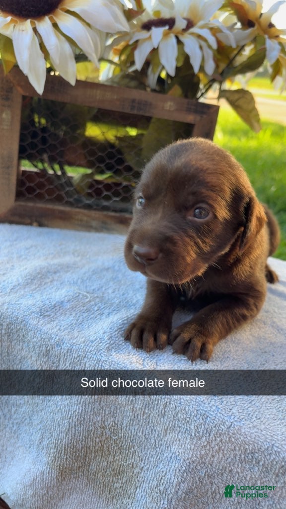 Labrador Retriever dogs Chocolate Female - Ad 21
