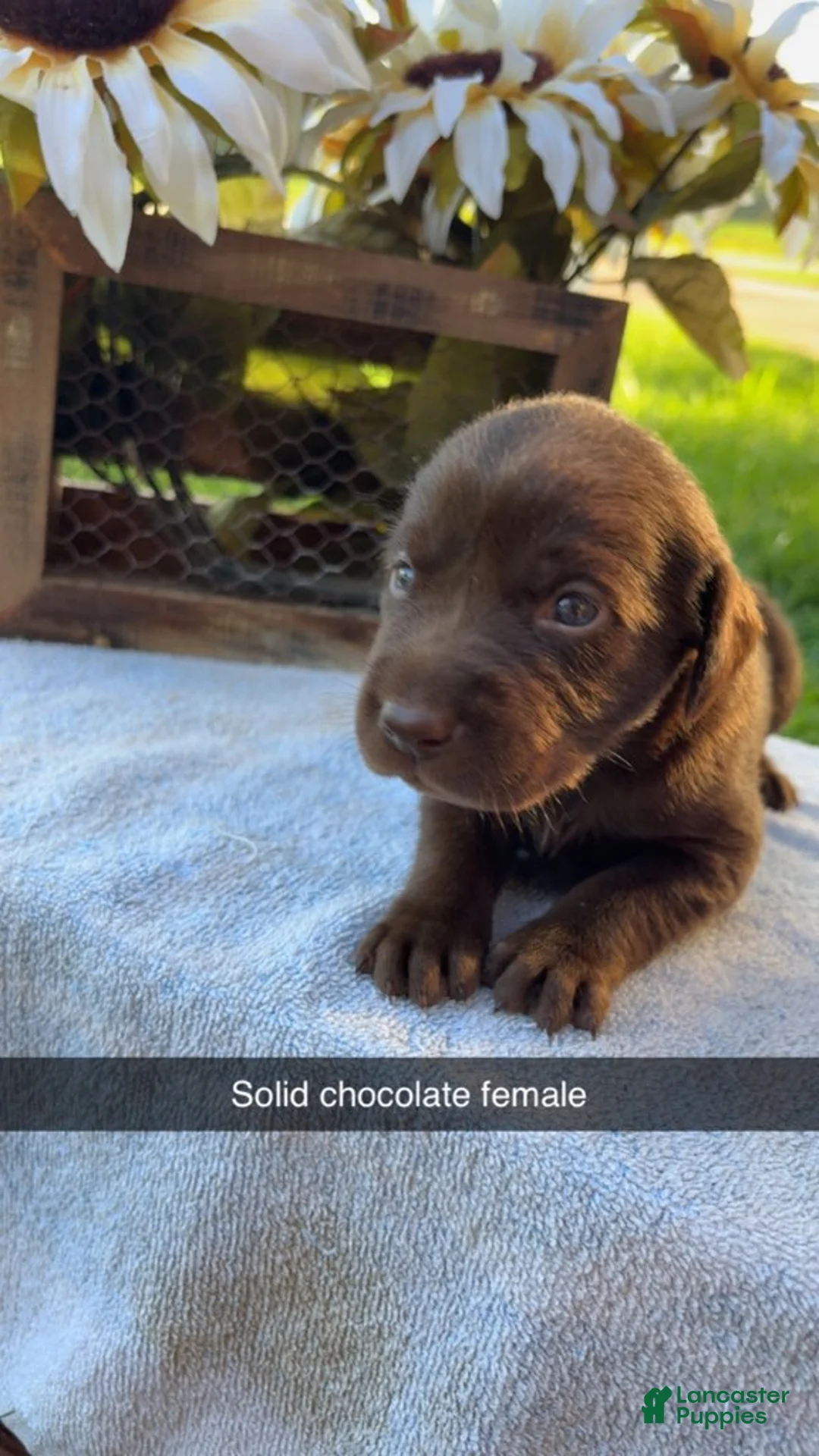 Labrador Retriever dogs for sale: Chocolate Female - Ad 1