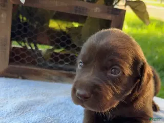 Labrador Retriever dogs Chocolate Female - Ad 21