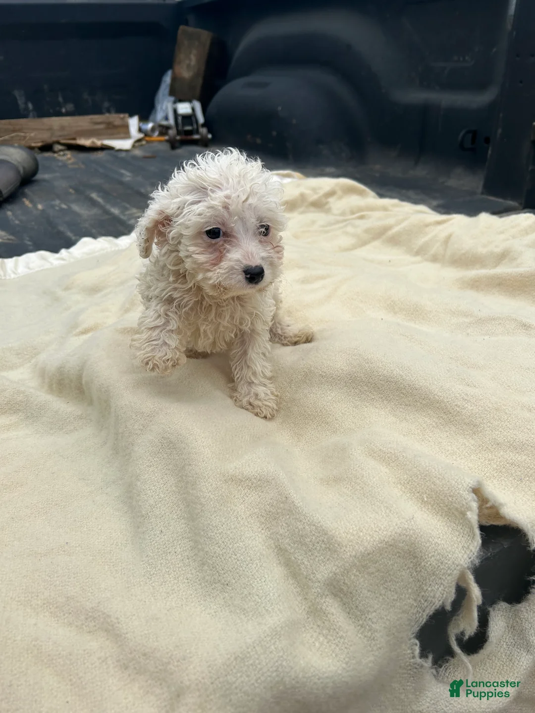 Miniature Poodle dogs for sale: Jordan  - Ad 2