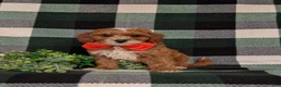Cavapoo dogs for sale: Christoffer - Ad 1