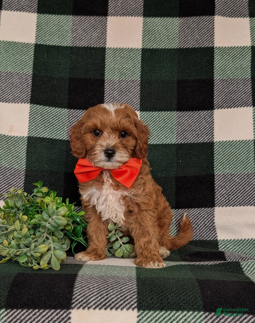 Cavapoo dogs for sale: Christoffer - Ad 1