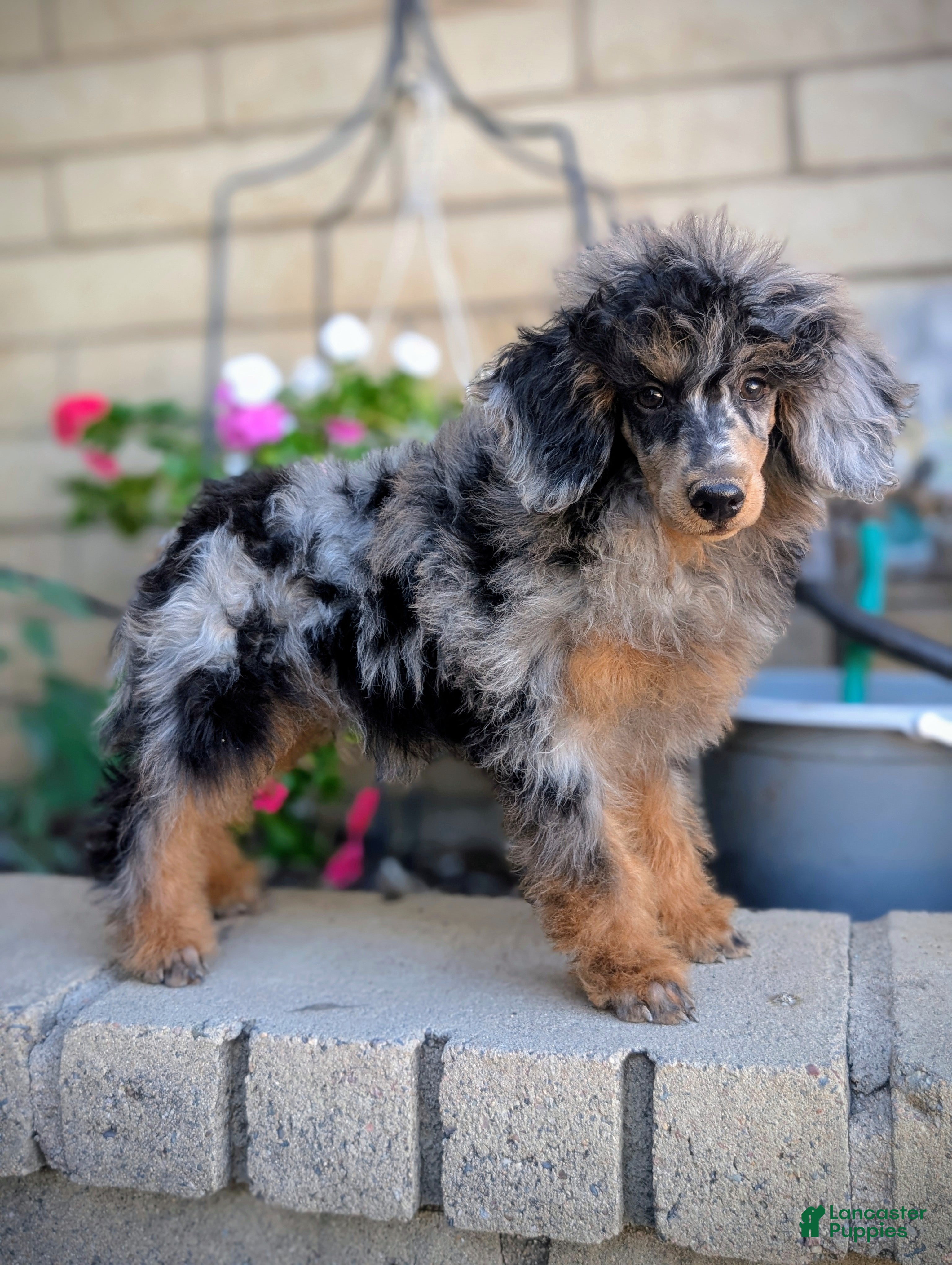 Miniature Poodle dogs Bowie - Ad 12