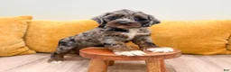 Cockapoo dogs for sale: Blossom - Ad 5