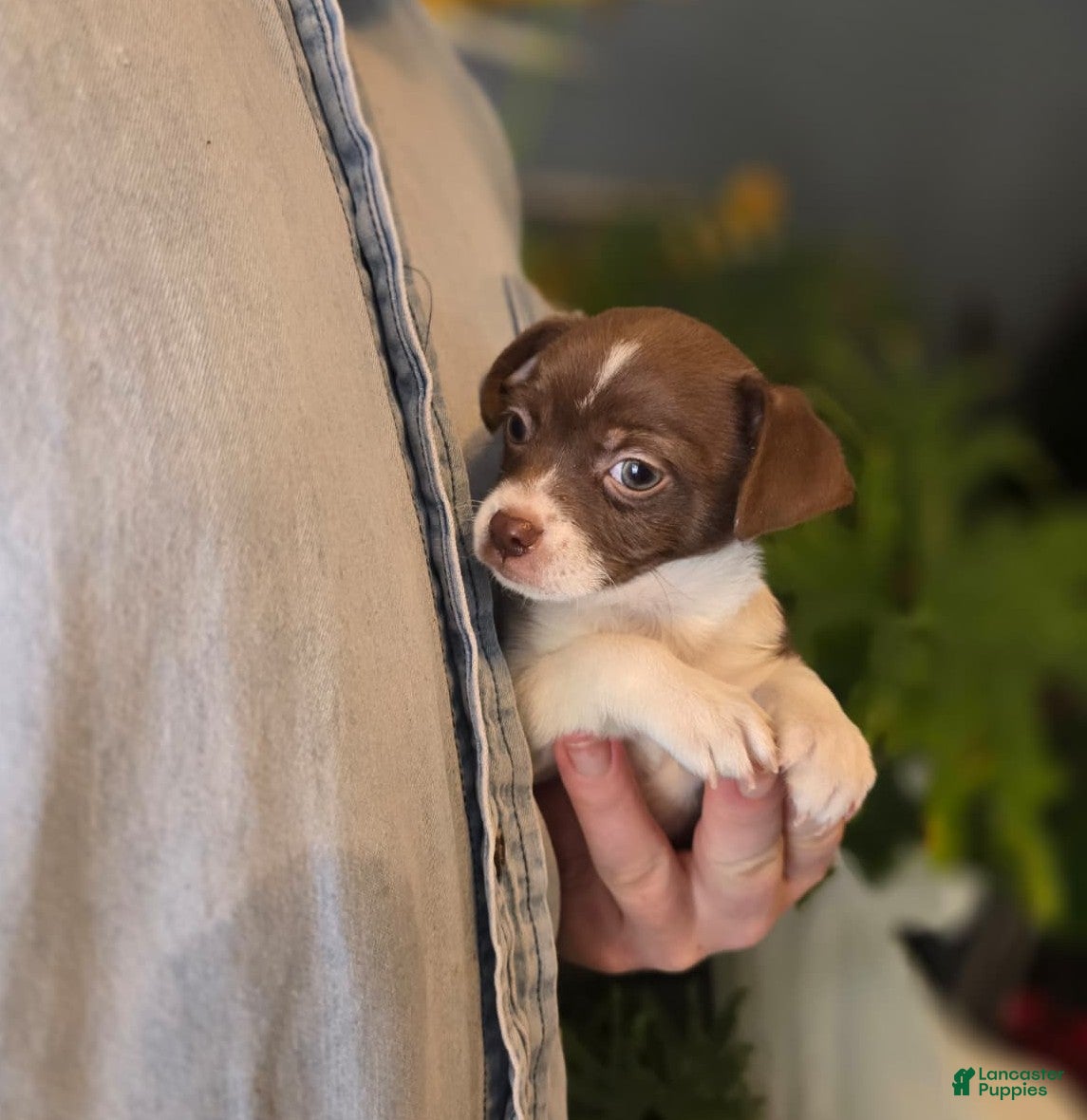 Chihuahua dogs Luna - Ad 21