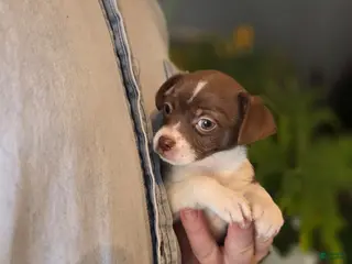 Chihuahua dogs Luna - Ad 21