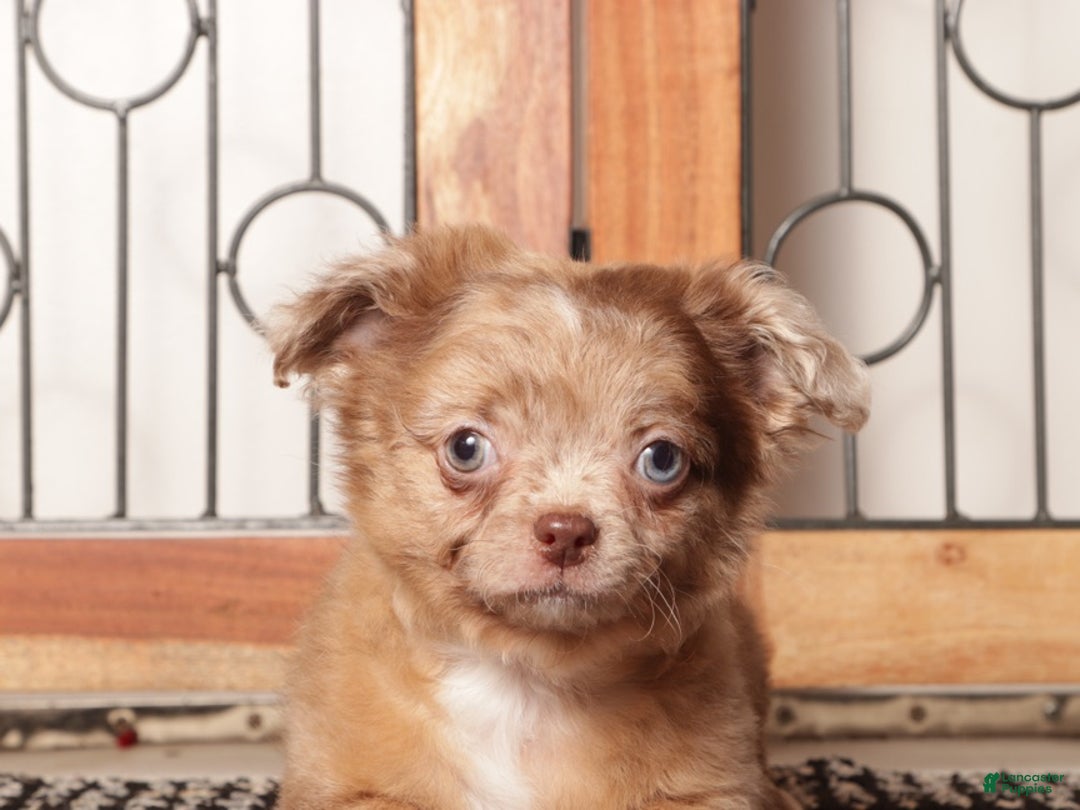 Chihuahua dogs for sale: Peter Chocolate Merle Long Hair Chihuahua  - Ad 3