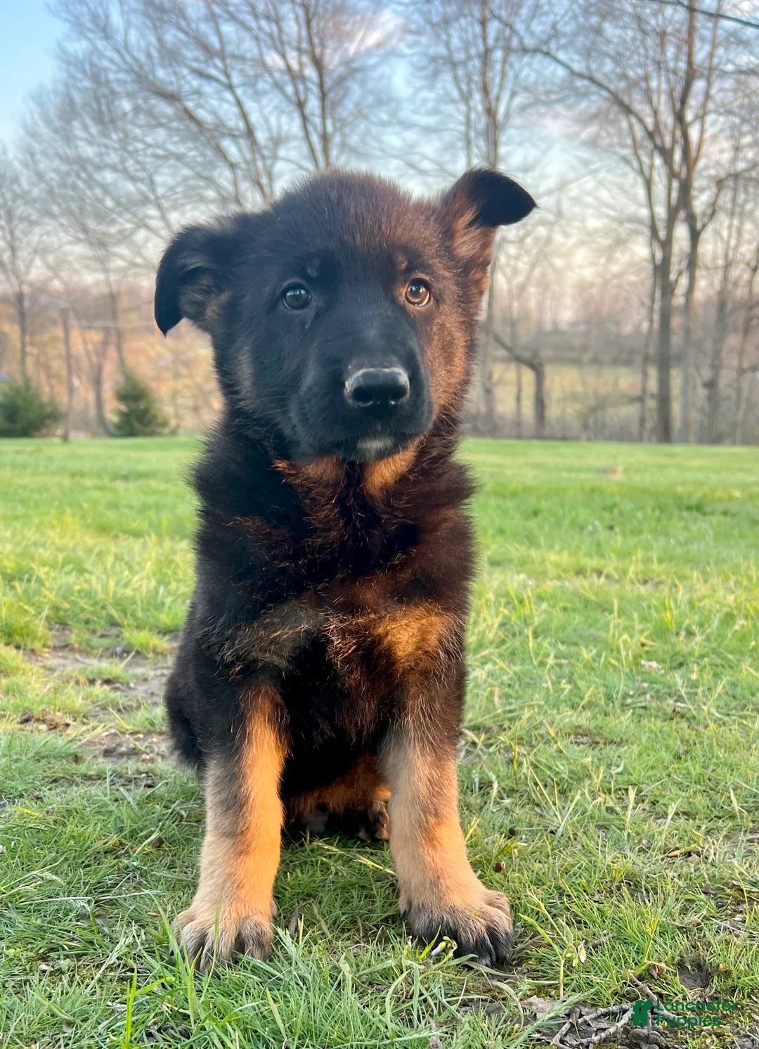 German Shepherd dogs for sale: Phoenix  - Ad 1