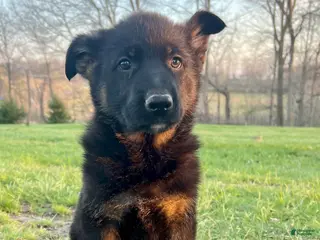 German Shepherd dogs for sale: Phoenix - Ad 2