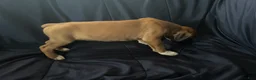 Boxer dogs for sale: Blueberry  - Ad 3