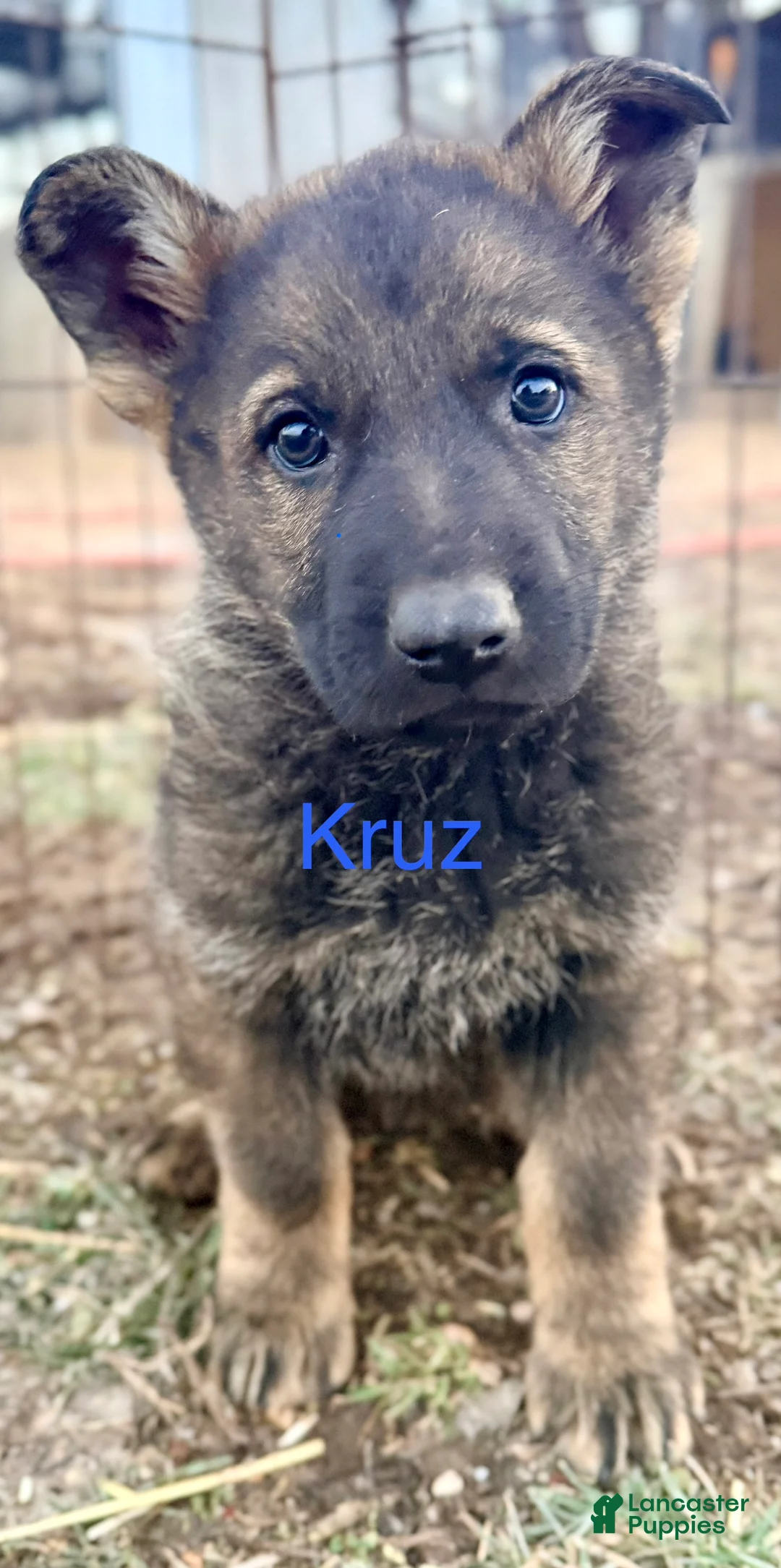 German Shepherd dogs for sale: Kruz - Ad 1