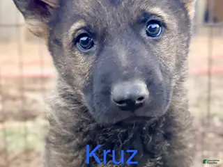 German Shepherd dogs Kruz - Ad 20
