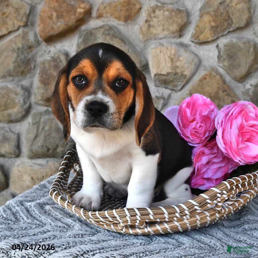 Mixed Breed dogs Chicory - Ad 1