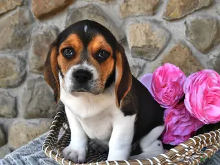 Mixed Breed dogs for sale: Chicory - Ad 2