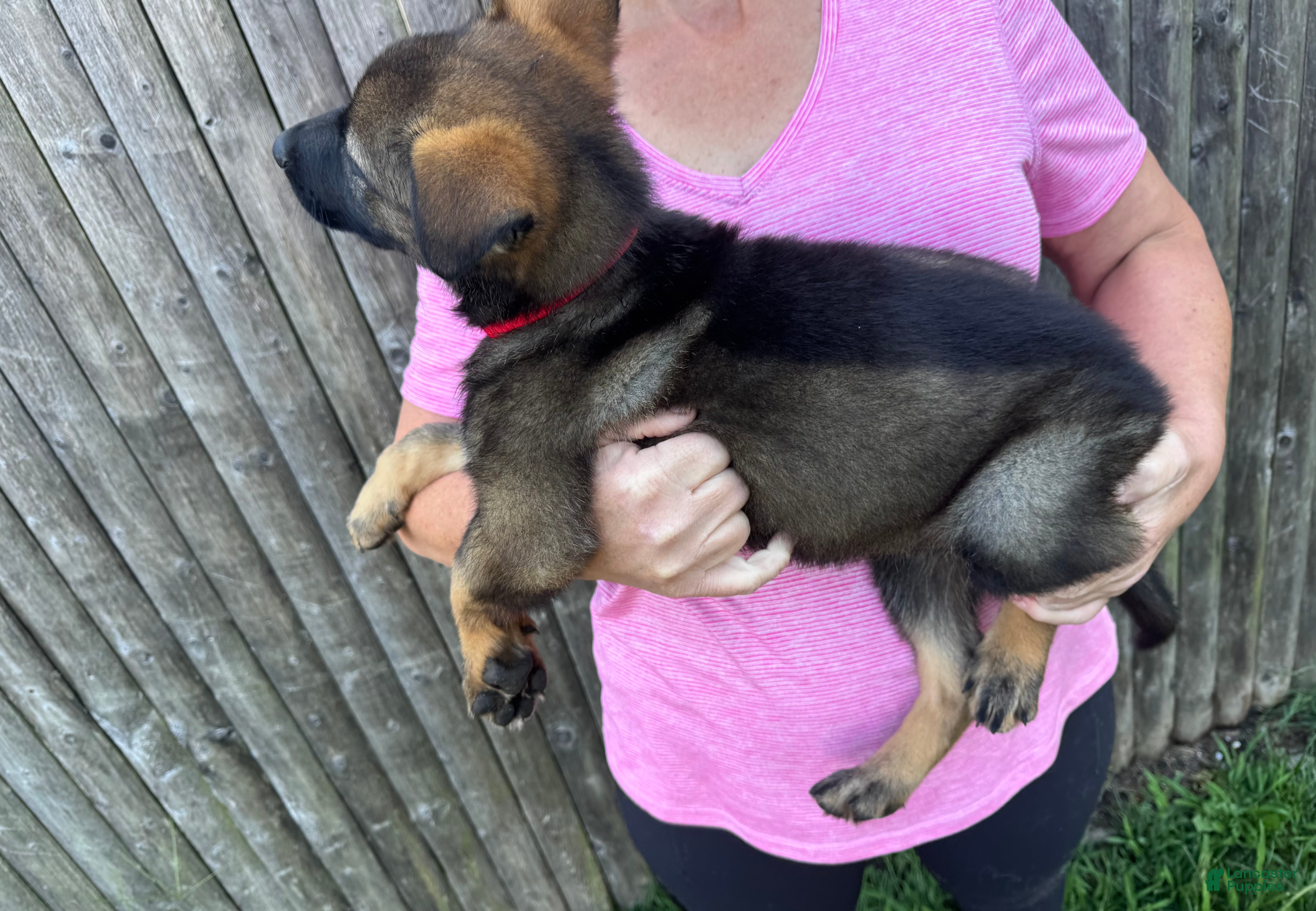 German Shepherd dogs Athena  - Ad 2