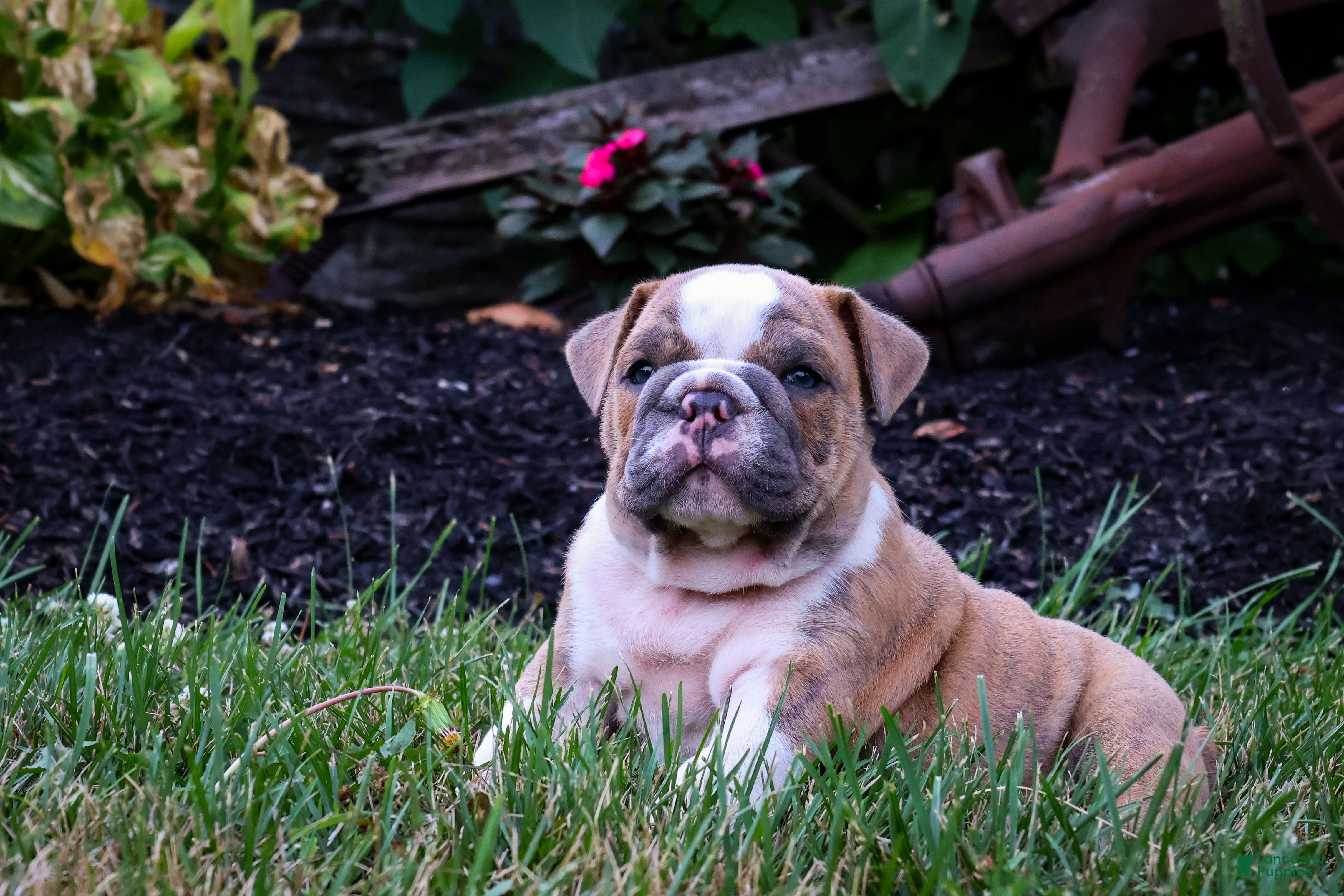 English Bulldog dogs Diesel - Ad 1