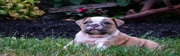 English Bulldog dogs for sale: Diesel - Ad 1