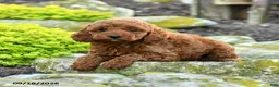 Miniature Poodle dogs for sale: Ava  - Ad 4
