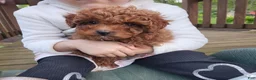 Mixed Breed dogs for sale: Zuma - Ad 5
