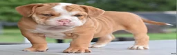 Mixed Breed dogs for sale: Hercules Bulldog hybrid  - Ad 34