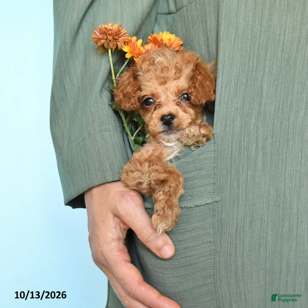 Toy Poodle dogs for sale: Timothy - Ad 2