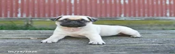 Pug dogs for sale: Licorice - Ad 5