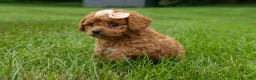 Cavapoo dogs for sale: Veronica💖 - Ad 12