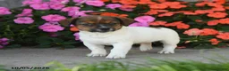 Jack Russell Terrier dogs for sale: Dancer - Ad 2