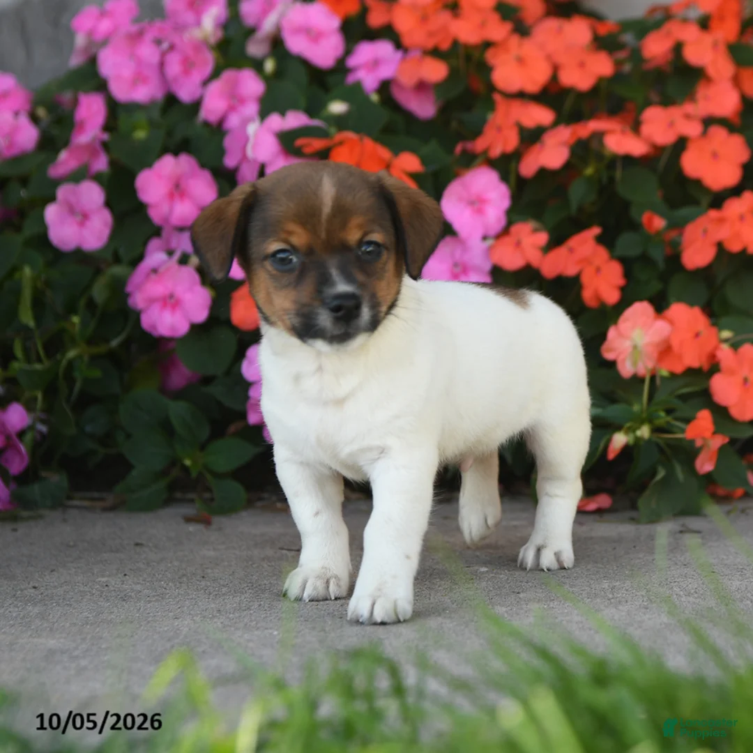 Jack Russell Terrier dogs for sale: Dancer - Ad 2