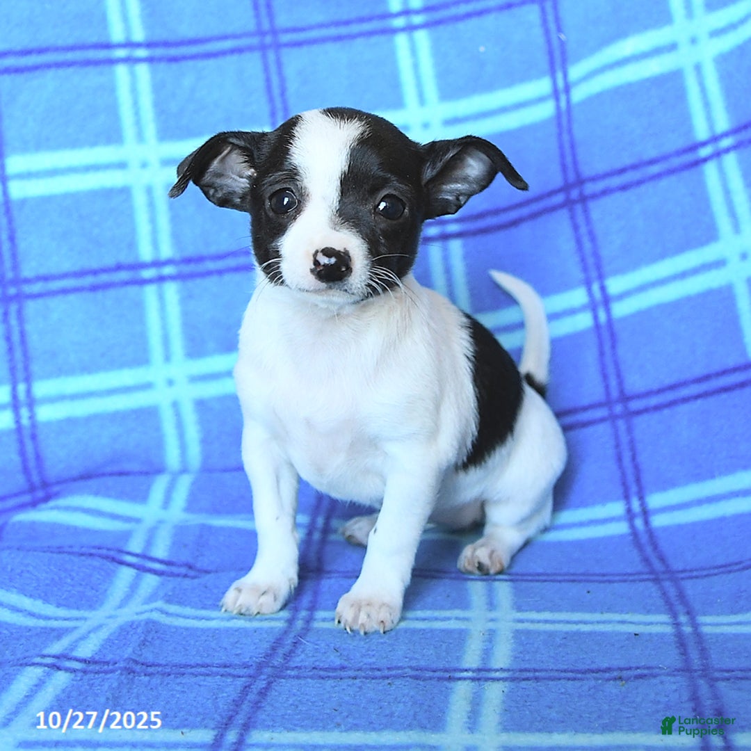 Chihuahua dogs for sale: Quincy - Ad 3