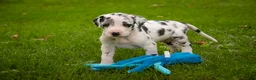 Great Dane dogs for sale: Blake Great Dane  - Ad 9