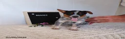 Australian Cattle Dog dogs for sale: Roscoe - Ad 3