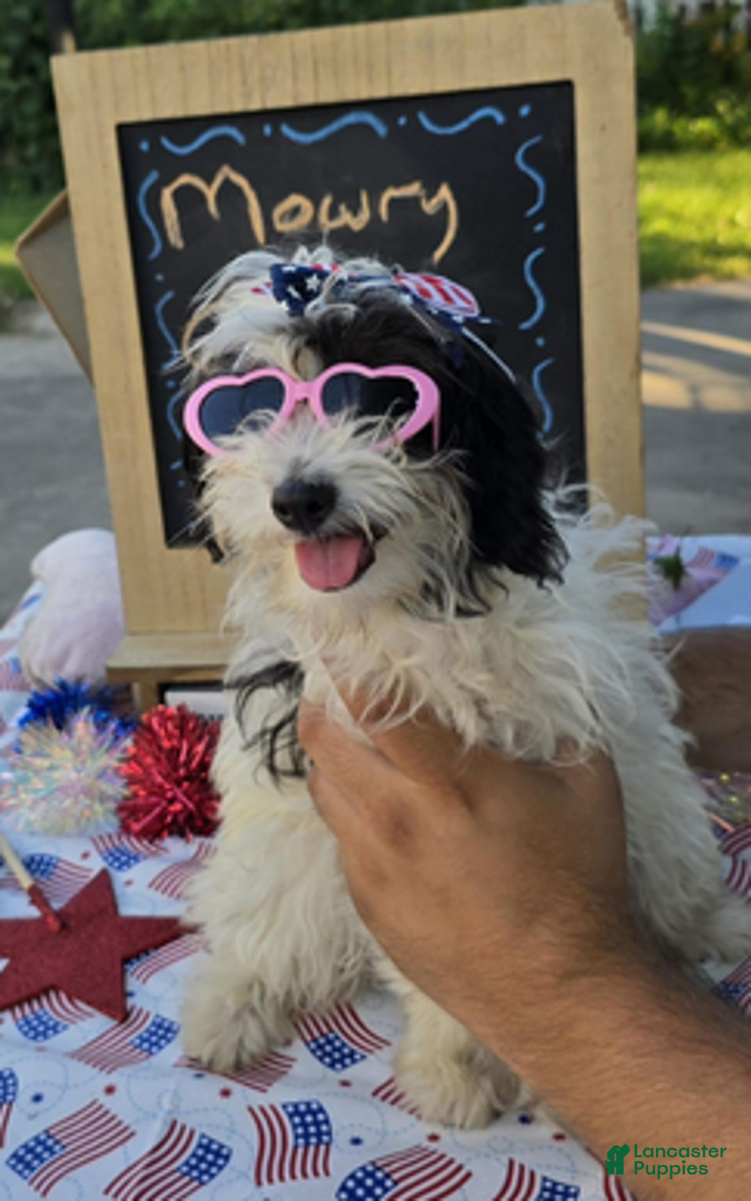 Aussiedoodle dogs for sale: Patty - Ad 5