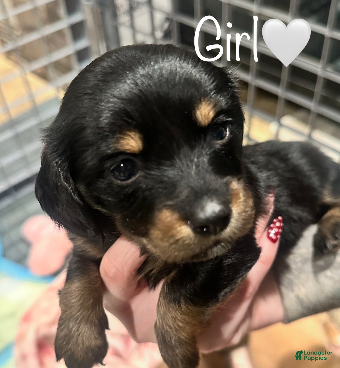 Dachshund dogs Black girl - Ad 6