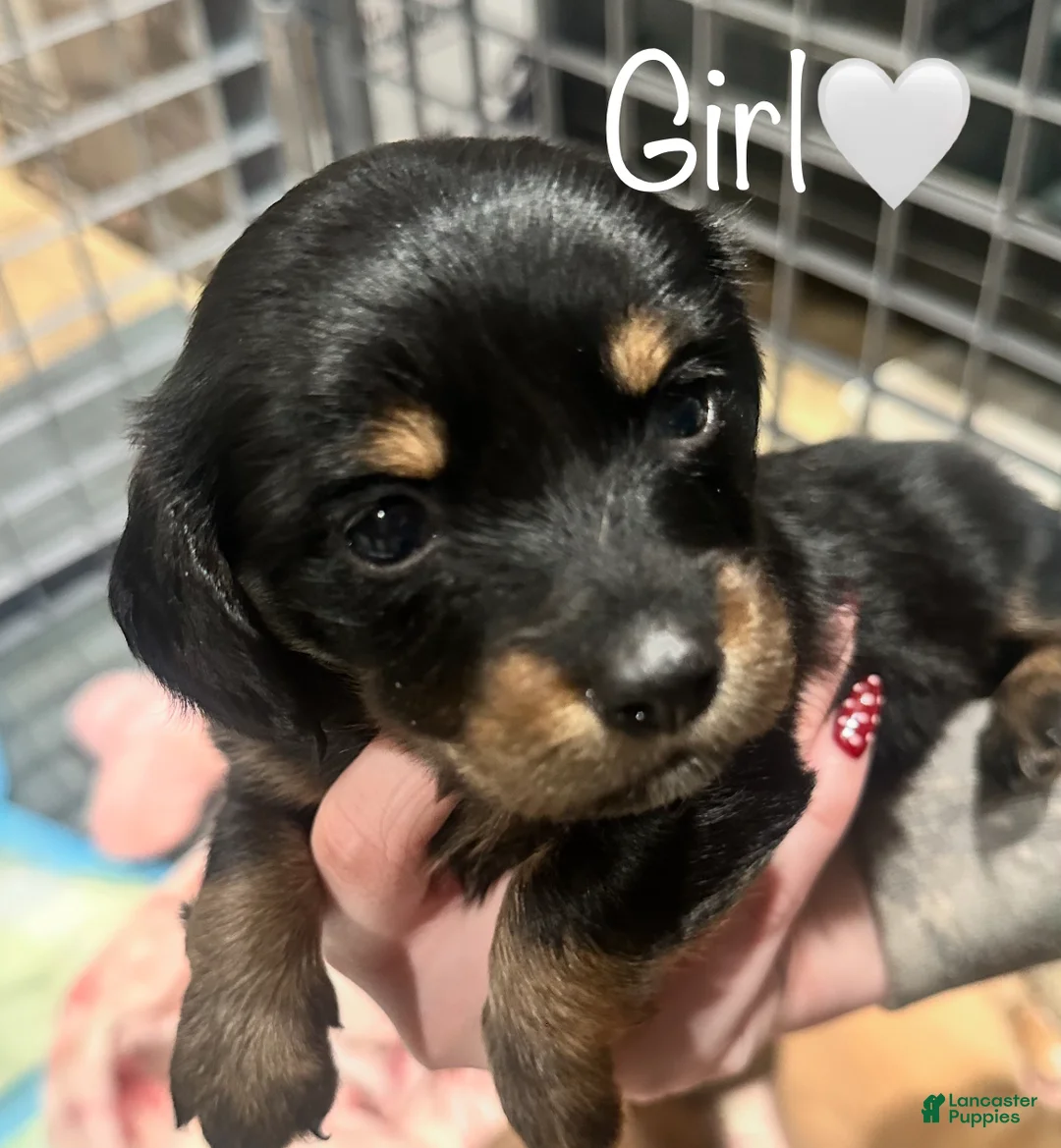 Dachshund dogs for sale: Black girl - Ad 1
