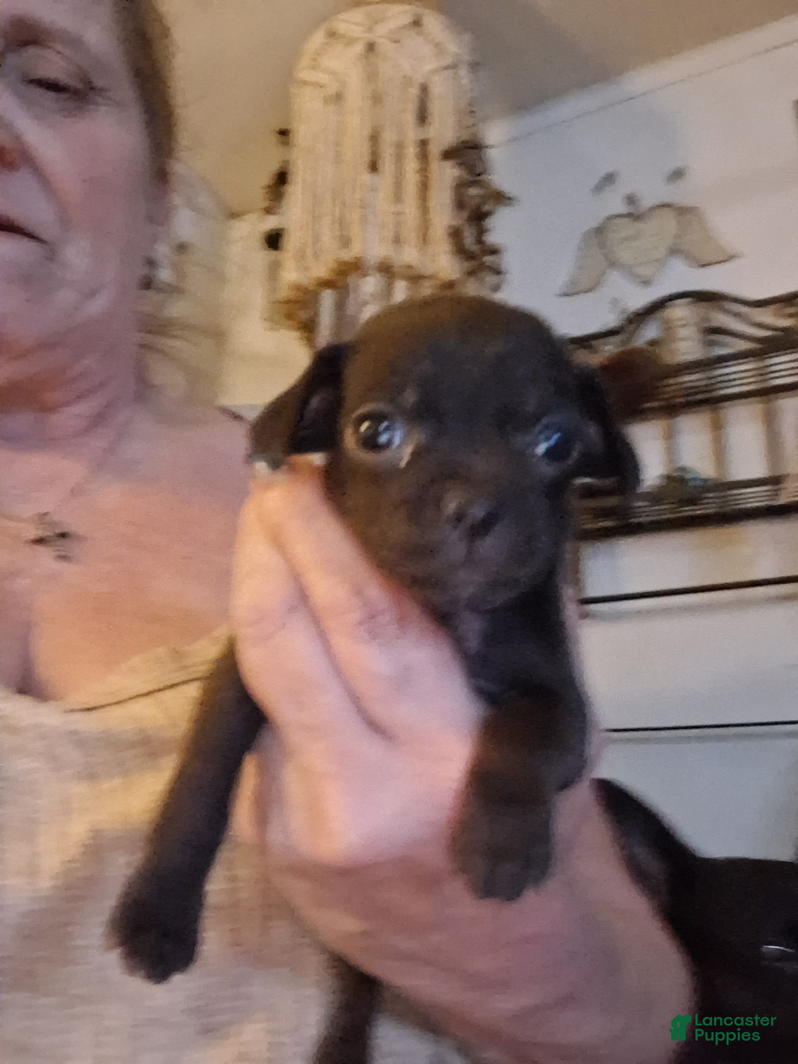 Chihuahua