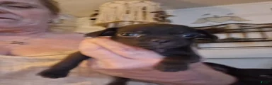 Chihuahua 4