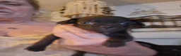 Chihuahua dogs for sale: Chihuahua 4 - Ad 1