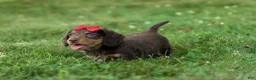 Miniature Dachshund dogs for sale: MURPHY - Ad 14