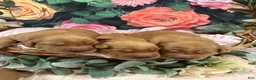 Golden Retriever dogs for sale: Honey - Ad 2