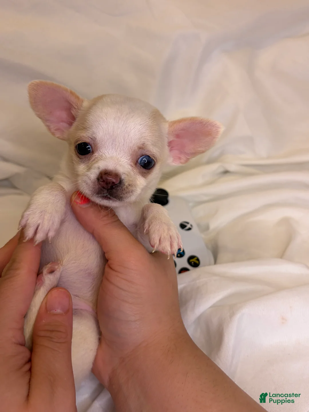Chihuahua dogs for sale: Tiny apple head 1 blue eye charting under 3lbs - Ad 2