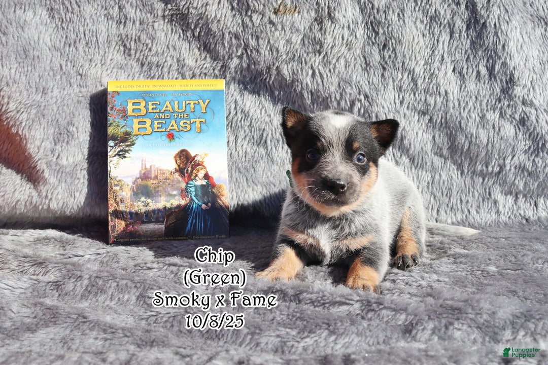 Australian Cattle Dog dogs for sale: Chip - Ad 2