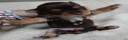 Yorkshire Terrier dogs for sale: Chocolate Meadow - Ad 11