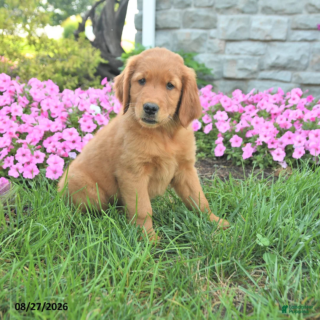 Mixed Breed dogs for sale: Lady - Ad 1